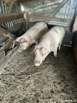 porci de vanzare - imagine 2