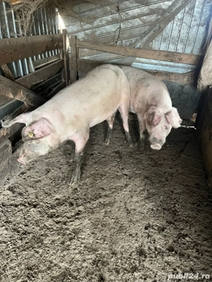 porci de vanzare