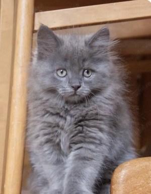 Fetița Nebelung superbă