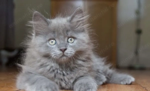 Fetița Nebelung superbă - imagine 2