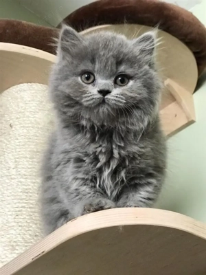 Nebelung superbă albastru de Rusia - imagine 2