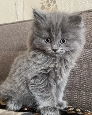 Nebelung superbă albastru de Rusia
