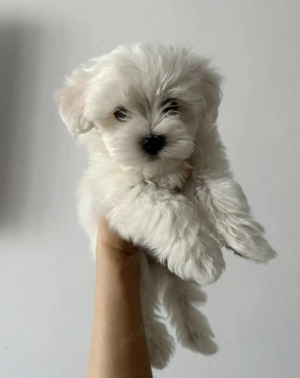 Bichon maltez superbi - imagine 2