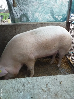 de vânzarea crescut in gospodărie proprie rasă landras 