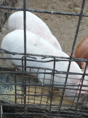 de vânzarea 500 bucata 