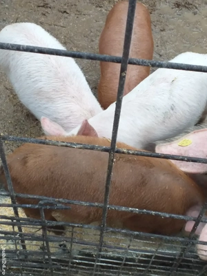 de vânzarea 500 bucata  - imagine 2