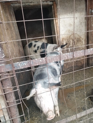 Vând porci pentru sacrificat - imagine 5