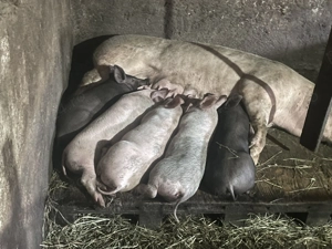 Purcei rasa carne disponibili  - imagine 2