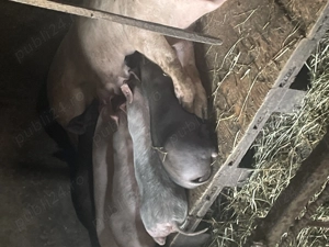 Purcei rasa carne disponibili 