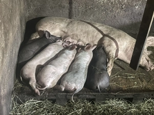 Purcei rasa carne disponibili  - imagine 3