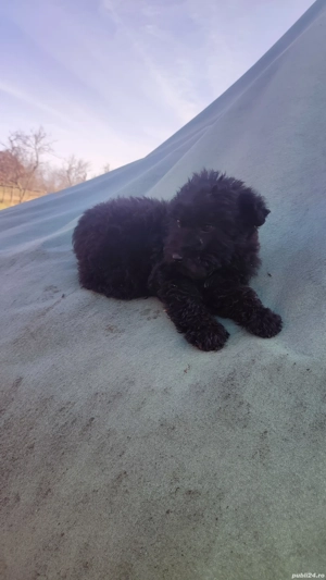 vând căței de antors oile - imagine 2