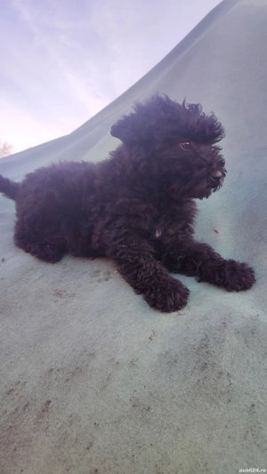 vând căței de antors oile