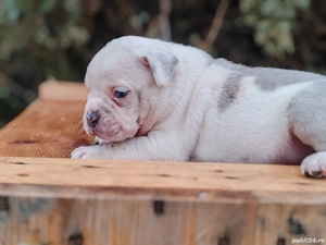 America Bully disponibile 