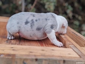 America Bully disponibile  - imagine 2