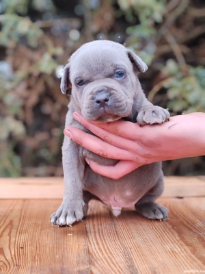 America Bully disponibile  - imagine 5