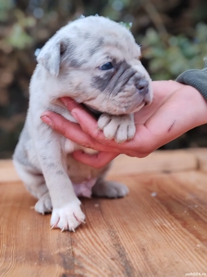 America Bully disponibile  - imagine 4