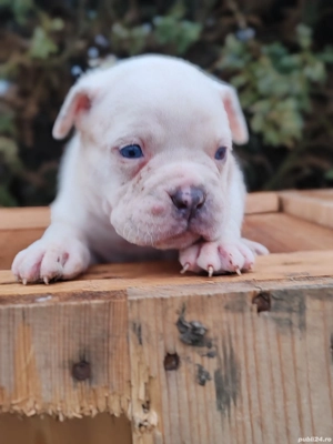 America Bully disponibile  - imagine 3