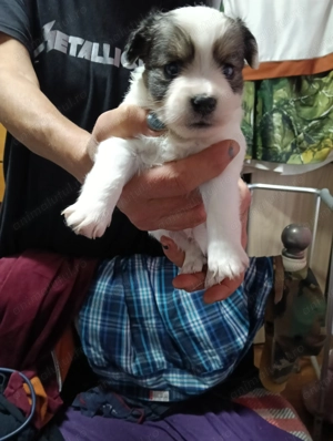 Westy Bichon pui talie mica - imagine 2