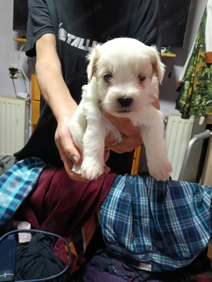 Westy Bichon pui talie mica