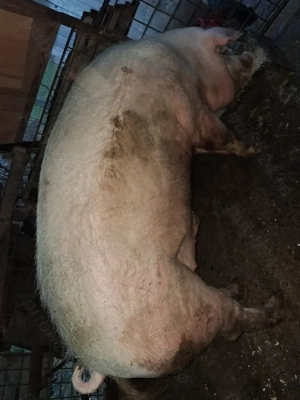 Vând porc  - imagine 3