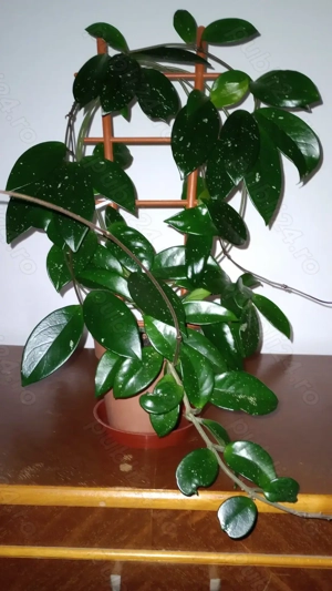  Plante de apartament