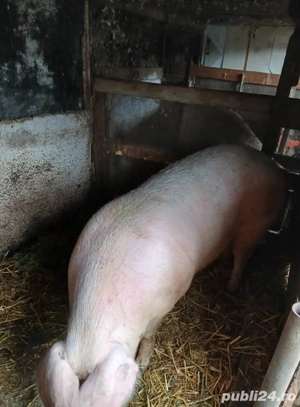 Purcea de vânzare!! - imagine 2