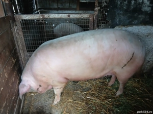 Purcea de vânzare!! - imagine 3
