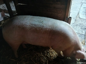 Purcea de vânzare!! - imagine 4