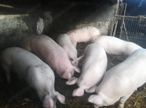 Vând porci rasa de carne  - imagine 2