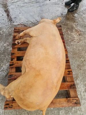 Vând porci rasa de carne  - imagine 4