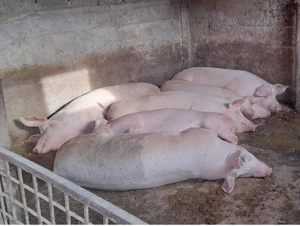 Vând porci rasa de carne  - imagine 3