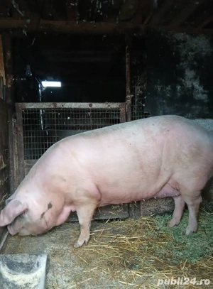Purcea de vânzare!! - imagine 5