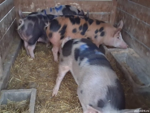 vând porci pentru sacrificare 115-118 kg - imagine 2