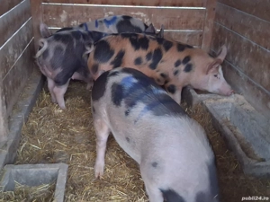 vând porci pentru sacrificare 115-118 kg