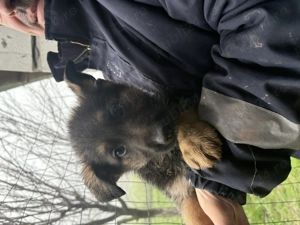 Căței de vânzare rasă Ciobănesc german