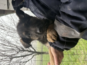 Căței de vânzare rasă Ciobănesc german - imagine 2