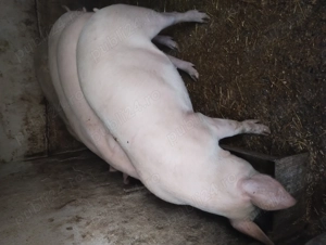 Porc de vânzare pentru Crăciun 