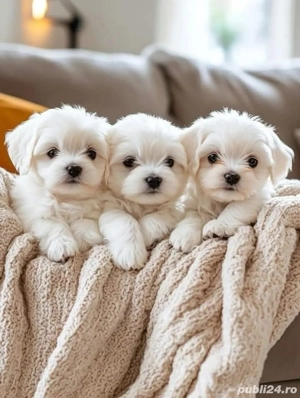 Bichon maltez mini toy  - imagine 4