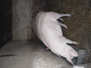 Porc de vânzare pentru Crăciun  - imagine 2