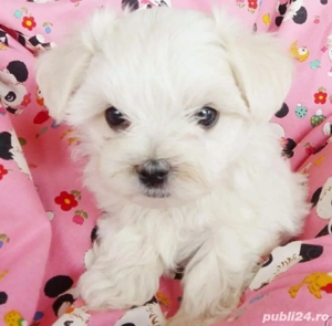 Bichon maltez mini toy  - imagine 2