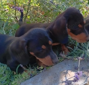 disponibilii pereche de tekel 