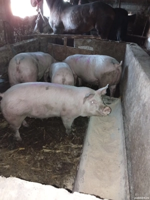 porci de de vânzare 