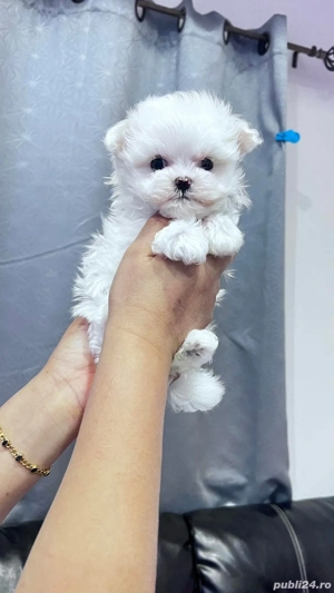 Bichon maltez mini toy disponibil  - imagine 3