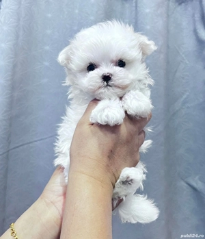 Bichon maltez mini toy disponibil  - imagine 4