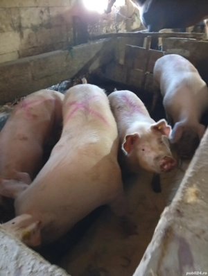porci de de vânzare  - imagine 2
