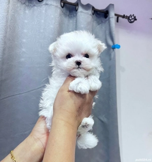 Bichon maltez mini toy disponibil  - imagine 5