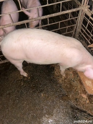 porc de vanzare 80kg 
