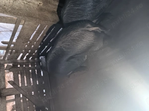 Porci de taiat pt craciun