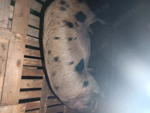 Porci de taiat pt craciun - imagine 2