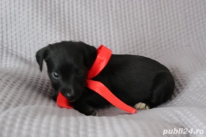 Donez cățeluși de talie medie. Detalii la nr. de tel. (  - imagine 3